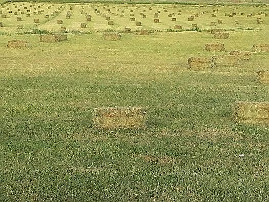 Green Green Green