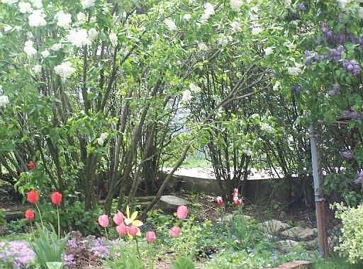 Yard/Garden: BEAUTIFUL FLOWER GARDEN.