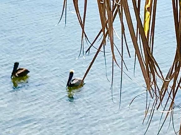 Some of the neighbors