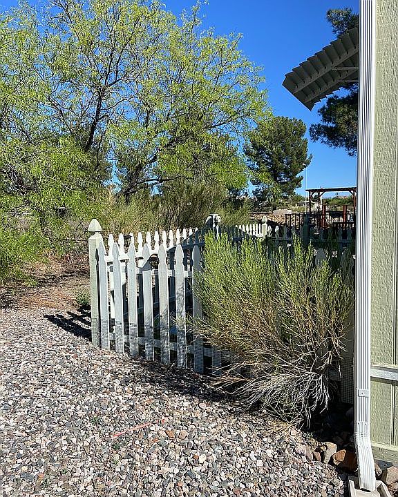 Dog yard and Mesquite tree