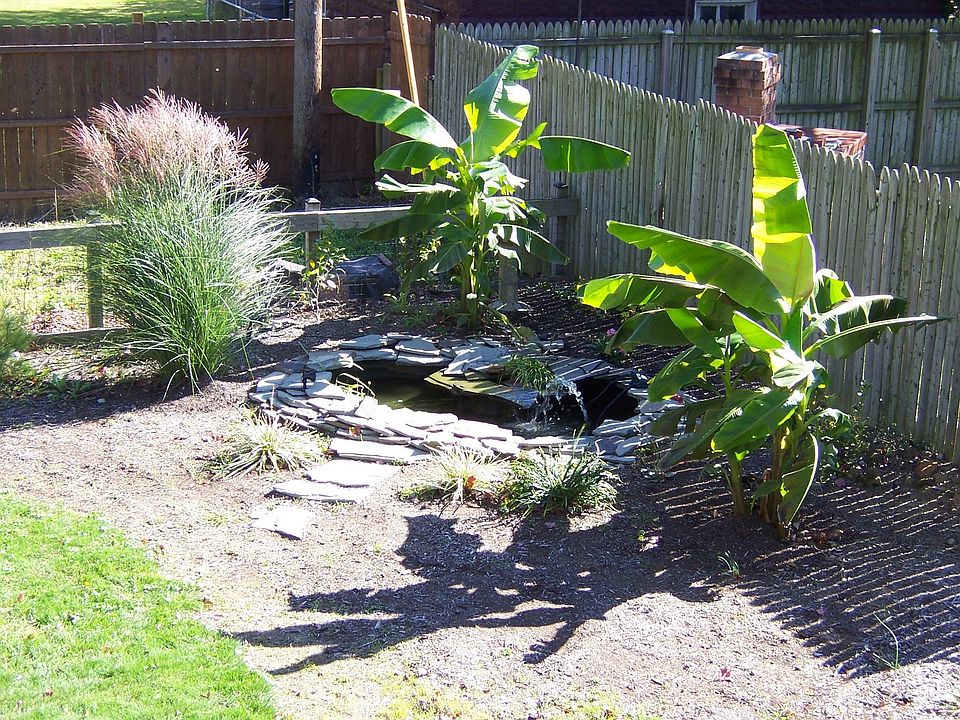 Pond