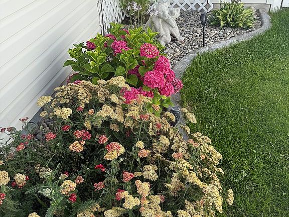 Out front plants2