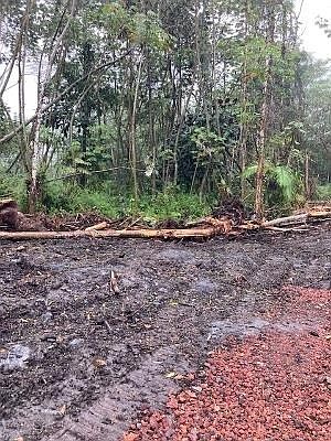 5th image of Hibiscus Cir Lot 425