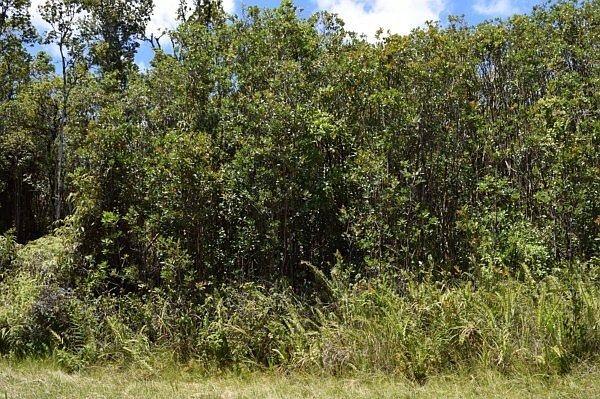 2nd image of Lehua St Lot 7126