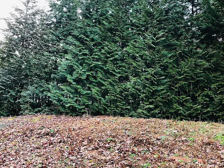 Taylor Oaks Dr — Photo 6