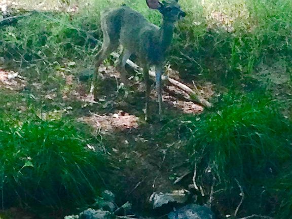 Watch the deer on creek