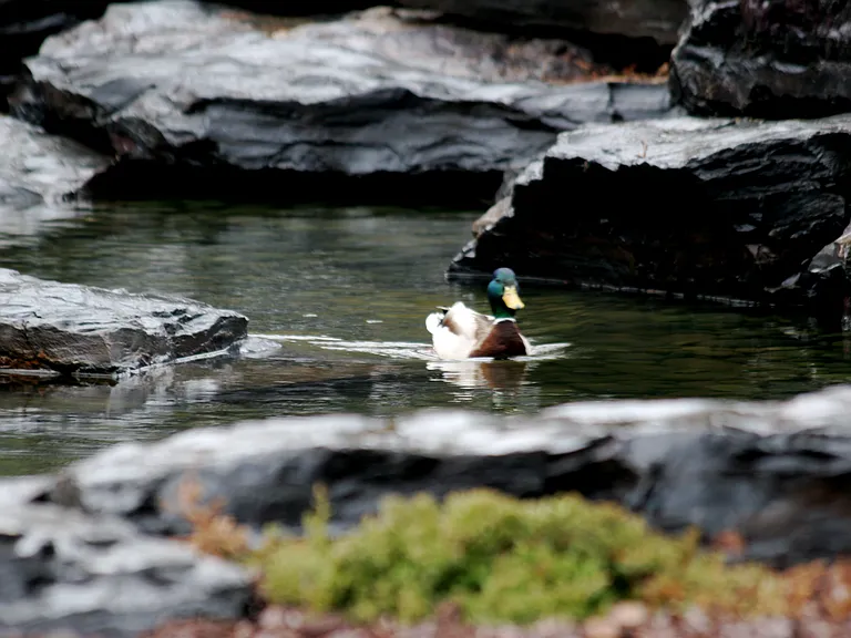 Duck at Cedars Falls
