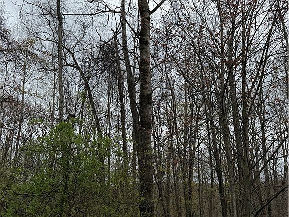 2nd image of 10513 Hilltop Rd