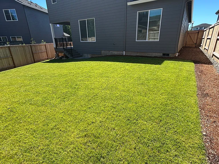 Back yard