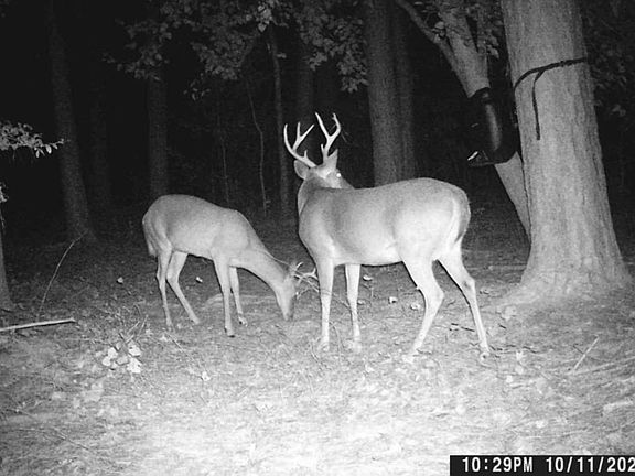 3rd image of 237 Nursery Rd