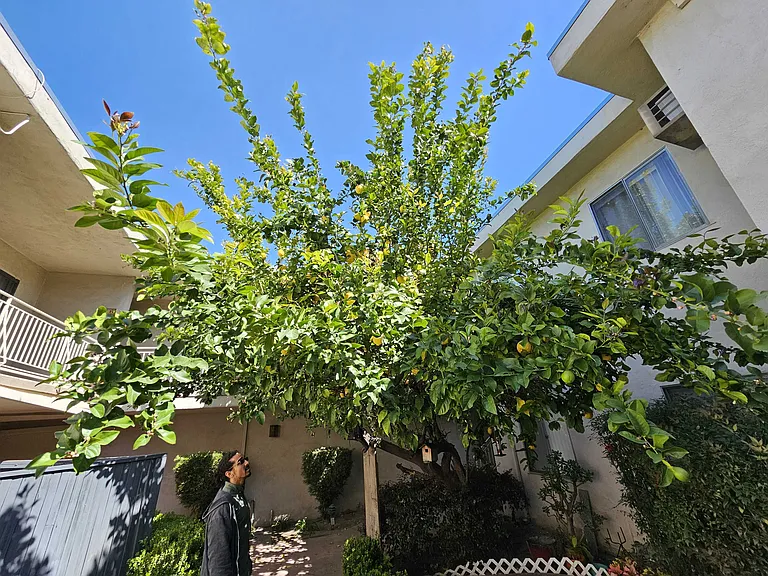 Magnolia Blvd — Photo 4