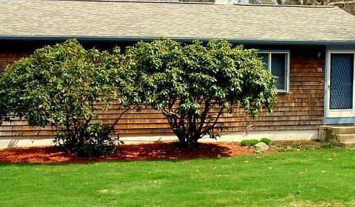 BUY THIS HOUSE BEFORE THE RHODYS COME INTO FULL BLOOM!