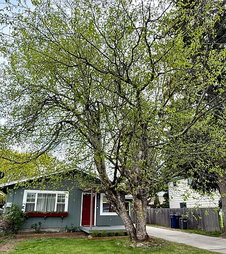 1323 Fir St Photo 1