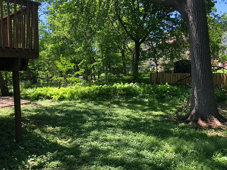 Backyard