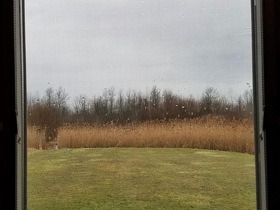 View out kitchen window