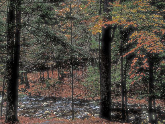 Broadbrook in fall
