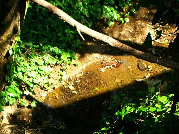 Creek viewed from rear deck