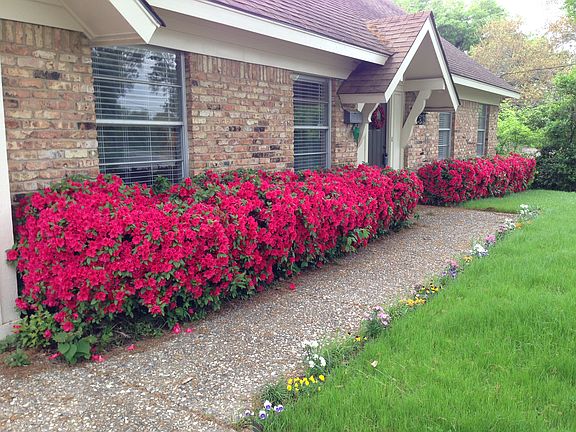 Azaleas!