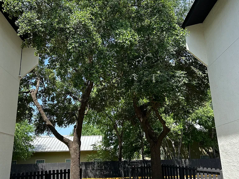 Mayfield Gardens — Photo 16