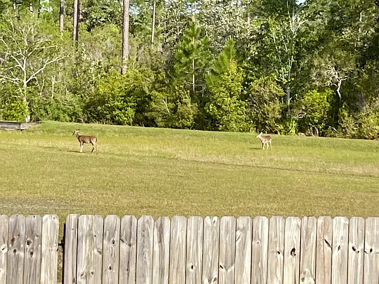This is a picture of a deer from our back patio