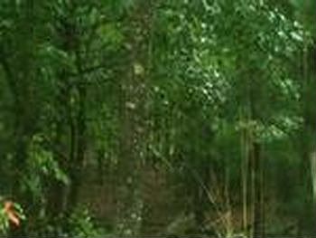 Photo of Mobile Home Lot