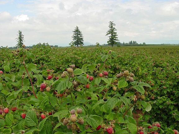 Meeker Variety Red Raspberries
