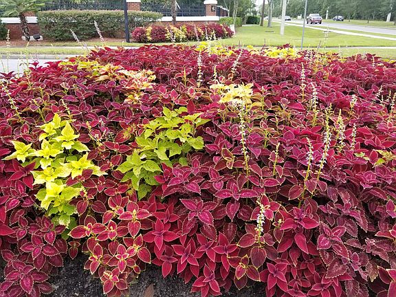 Beautiful flowers at the entrance of this well-maintained property