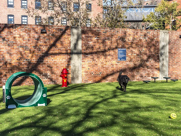 Dog Park