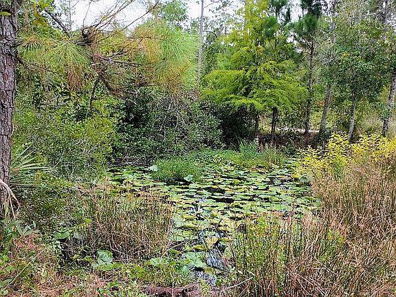 Pond