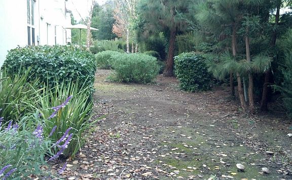 SIDE YARD
