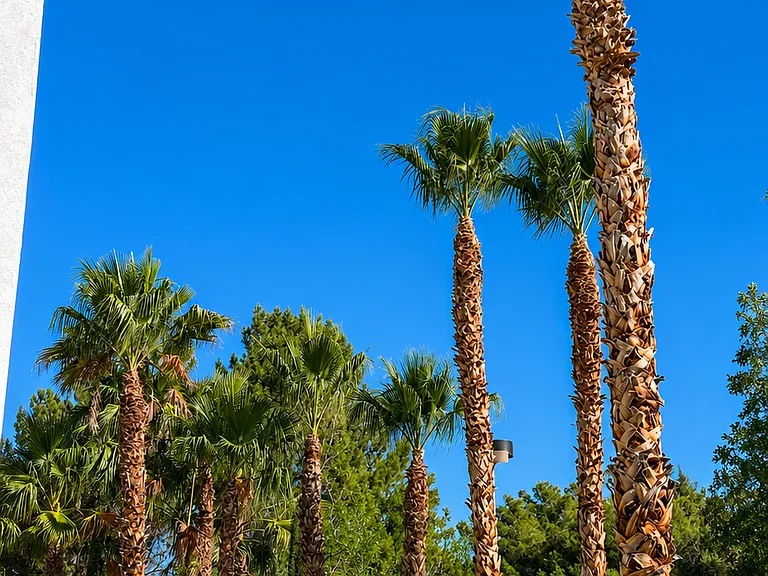 Resort-style palm trees and private outdoor setting