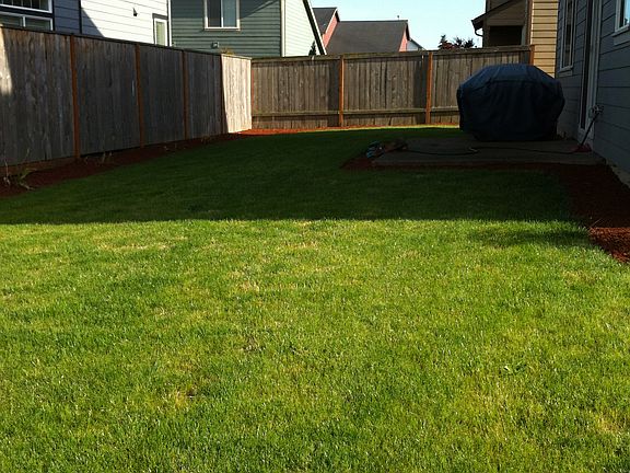 new lawn July 2011