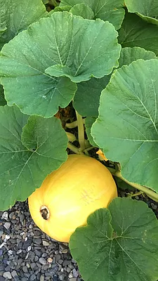 Rented by Jacqueline H Swiskey, LREB | media 9