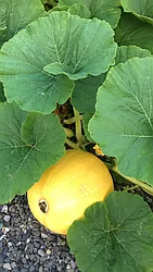 Rented by Jacqueline H Swiskey, LREB