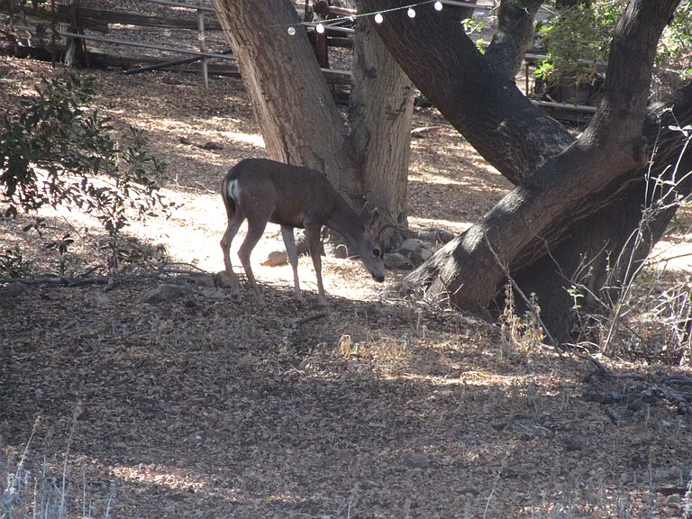 Old Topanga Canyon Rd — Photo 21