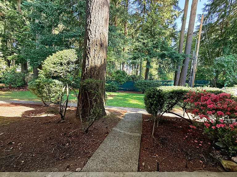 Backyard views