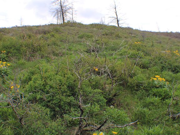 3rd image of Caribou Village Subdivision