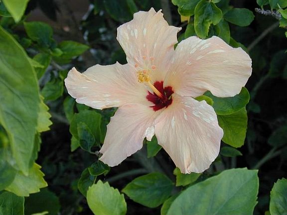 Flowers bloom 365 days a year