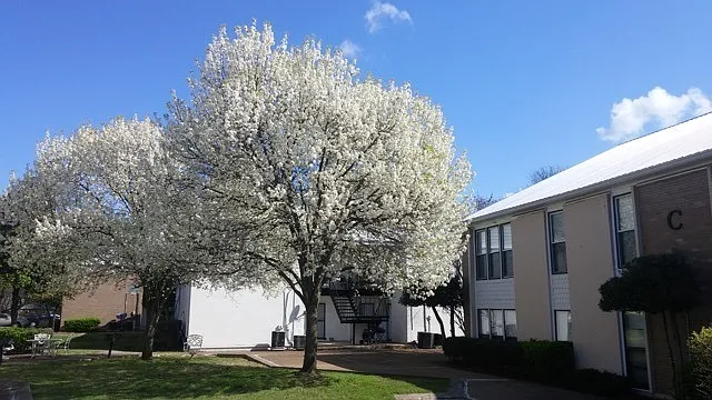 246 White Bridge Rd #C4 — Photo 14
