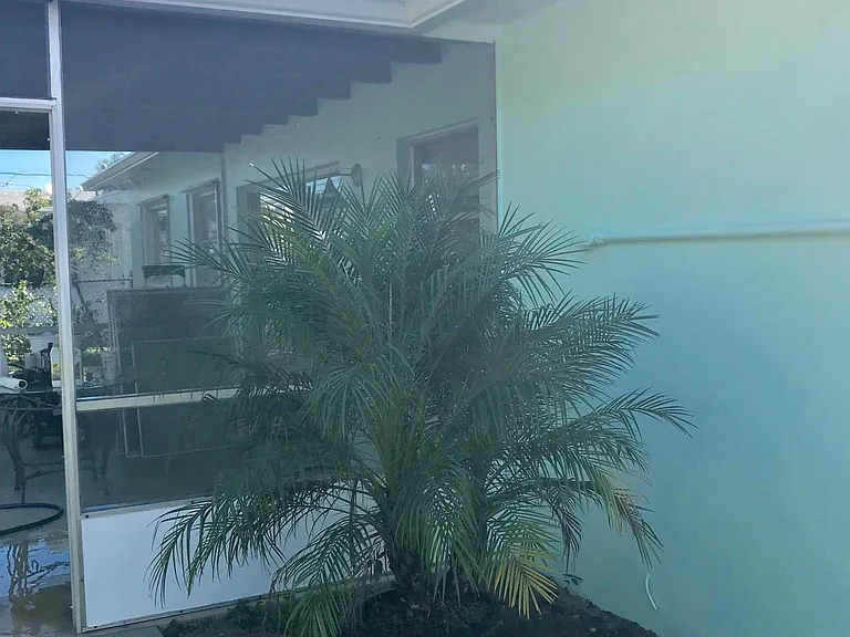 Pretty palm back yard by patio