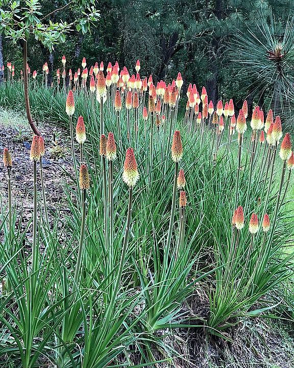 Fire pokers draw bees, hummi