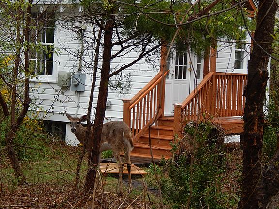 Wildlife visitors on half-acre, wooded lot.