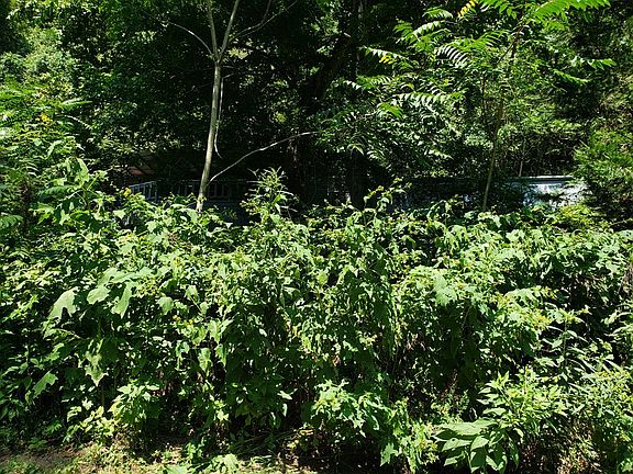 2nd image of 321 Dryden Ln