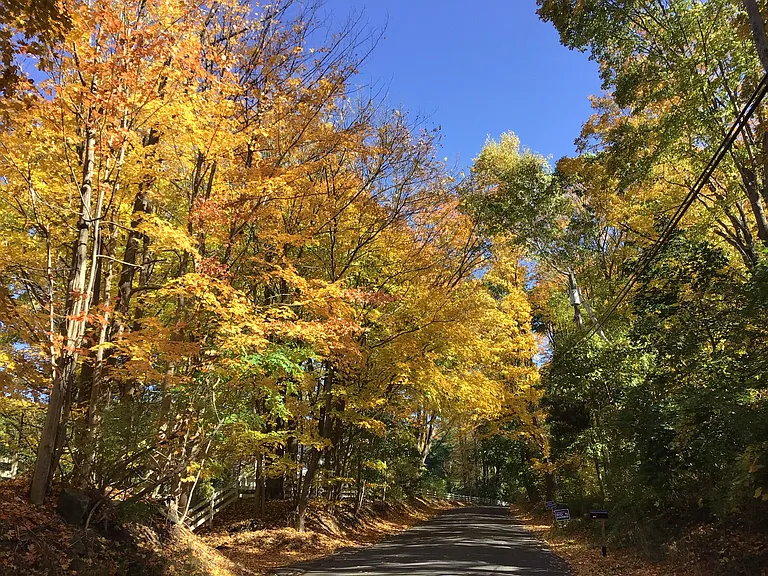Typical autumn foliage, about 10 minutes from the village.