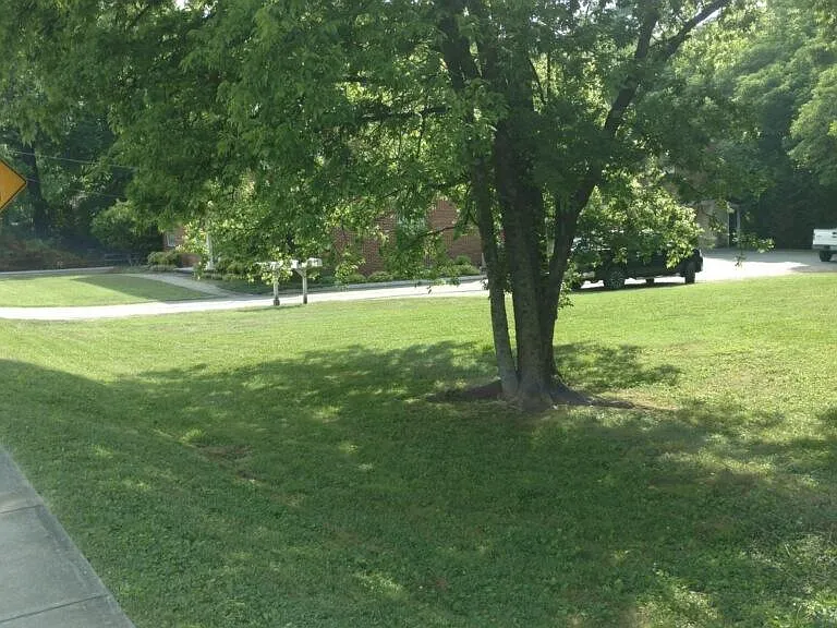 Room to romp in large yard. (those are workers parked on edge of concrete... carport parking only!)