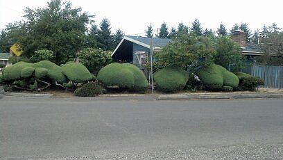 Landscaped Yard