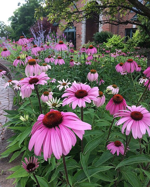 Beautiful gardens