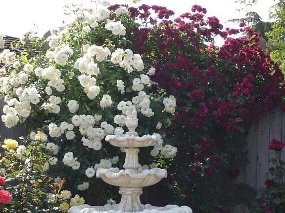 Rose Arbor in Backyard