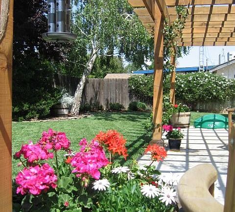 Redwood shade arbor with mature vines
