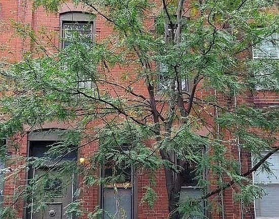 Facade with tree in front